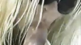 Hứng tình, Lily phim ...